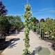Trachelospermum jasminoides 250-300 cm 18L