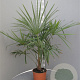 Trachycarpus fortunei 50-60 cm 6L