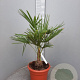 Trachycarpus fortunei 30 cm stam container