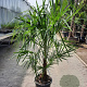 Trachycarpus fortunei 40 cm stam container
