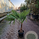 Trachycarpus fortunei 40 cm stam container