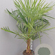 Trachycarpus fortunei 40 cm stam container