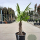 Trachycarpus fortunei 60 cm stam container