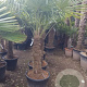 Trachycarpus fortunei 80 cm stam container