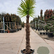 Trachycarpus fortunei 130 cm stam container