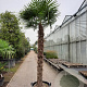 Trachycarpus fortunei 210 cm stam container