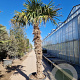Trachycarpus fortunei 210 cm stam container