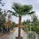 Trachycarpus fortunei 220 cm stam container