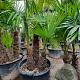 Trachycarpus fortunei GM container meerstammig