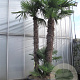 Trachycarpus fortunei GM container meerstammig