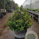 Viburnum tinus 80-100 cm container solitair