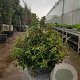 Viburnum tinus 80-100 cm container solitair
