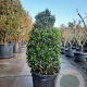 Viburnum tinus 125-150 cm cont. 110L