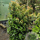 Viburnum tin. 'Eve Price' 120-140 cm 45L