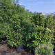 Viburnum tin. 'Eve Price' 120-140 cm 45L