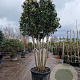 Viburnum tin. 'Eve Price' 175-200 cm container piramide