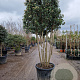 Viburnum tin. 'Eve Price' 175-200 cm container piramide