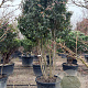 Viburnum tin. 'Eve Price' 175-200 cm container piramide