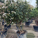 Viburnum tin. 'Eve Price' 175-200 cm container piramide