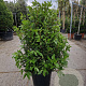 Viburnum tin. Spirit 100-125 cm 35L