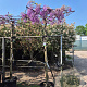 Wisteria brach. 'Okayama' 200 cm stam 45L dakvorm