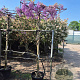 Wisteria brach. 'Okayama' 200 cm stam 45L dakvorm