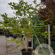 Zelkova serrata 250-300 cm container struik