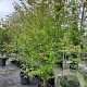 Zelkova serrata 250-300 cm container struik