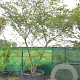Zelkova serrata 300-350 cm container meerstammig