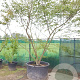 Zelkova serrata 350-400 cm container meerstammig