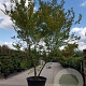 Zelkova serrata 350-400 cm container meerstammig