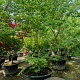 Zelkova serrata 350-400 cm container meerstammig
