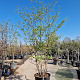 Cornus controversa 250-300 cm container meerstammig solitair