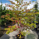 Cornus controversa 200-250 cm container meerstammig extra