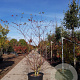 Cornus controversa 200-250 cm container meerstammig extra