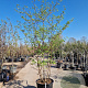 Cornus controversa 250-300 cm container meerstammig