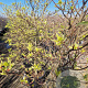 Cornus controversa 'Variegata' 80-100 cm 35L