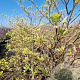 Cornus controversa 'Variegata' 100-125 cm 35L