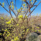 Cornus controversa 'Variegata' 125-150 cm 35L
