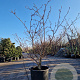 Cornus controversa 'Variegata' 175-200 cm container meerstammig