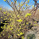Cornus controversa 'Variegata' 175-200 cm container meerstammig