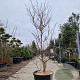 Cornus controversa 'Variegata' 200-250 cm container solitair