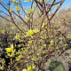 Cornus controversa 'Variegata' 200-250 cm container solitair