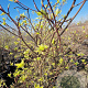 Cornus controversa 'Variegata' 250-300 cm container Multistam