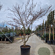 Cornus controversa 'Variegata' 250-300 cm cont. 70L