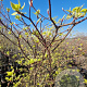 Cornus controversa 'Variegata' 250-300 cm cont. 70L