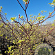 Cornus controversa 'Variegata' 180 cm stam container 6-8