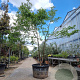 Cornus florida rubra 350-400 cm container