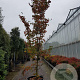 Cornus florida rubra 350-400 cm container