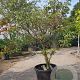 Cornus kousa 125-150 cm container meerstammig